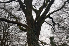 Winterwandeling17